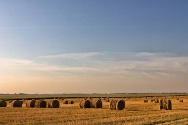 Saman balyası. Gökyüzü tarımsal alan. Çiftlik arazisindeki kırsal doğa. Çayırda saman var. Yazın sarı buğday hasadı. Kırsal doğa manzarası. Tahıl hasadı, hasat. 2020