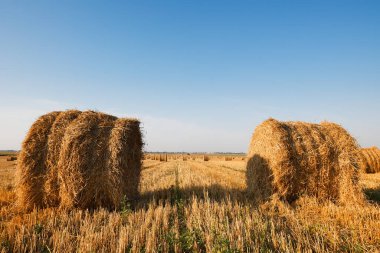 Saman balyası. Gökyüzü tarımsal alan. Çiftlik arazisindeki kırsal doğa. Çayırda saman var. Yazın sarı buğday hasadı. Kırsal doğa manzarası. Tahıl hasadı, hasat. 2020