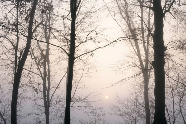 Matin Soleil Travers Brouillard Crée Des Effets Inhabituels Beaux Couleur — Photo