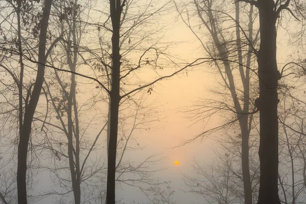 Morgens Schafft Die Sonne Durch Den Nebel Ungewöhnliche Und Schöne — Stockfoto