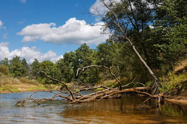 Forest river landscape. River forest view. Forest river summer scene. Forest river water 2020