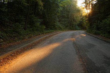 2020 yılının sisli bir sabahında yaprak döken ormanda kırsal yolun sonbahar manzarası
