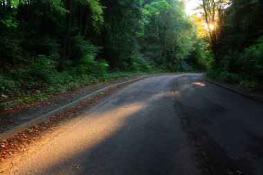 2020 yılının sisli bir sabahında yaprak döken ormanda kırsal yolun sonbahar manzarası