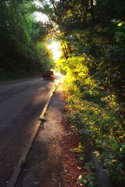 2020 yılının sisli bir sabahında yaprak döken ormanda kırsal yolun sonbahar manzarası