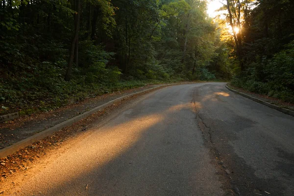 2020 yılının sisli bir sabahında yaprak döken ormanda kırsal yolun sonbahar manzarası