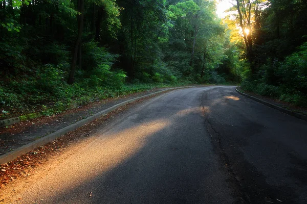 2020 yılının sisli bir sabahında yaprak döken ormanda kırsal yolun sonbahar manzarası