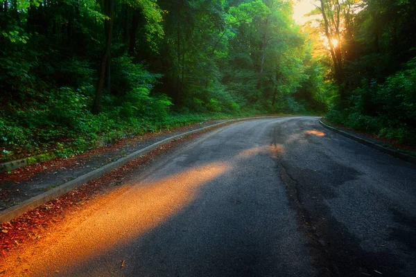 雾蒙蒙的2020年清晨落叶林中乡村道路的秋景 — 图库照片