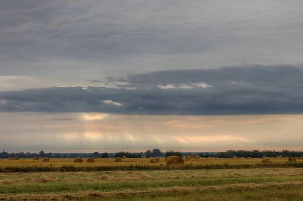 Heuballen Einer Reihe Auf Dem Feld Einem Düsteren Tag 2020 — Stockfoto