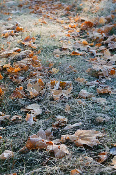 Herbstlandschaft Bäume Gras Wege Nebel Raureif Blätter Wasser Sonnenlicht Himmel — Stockfoto