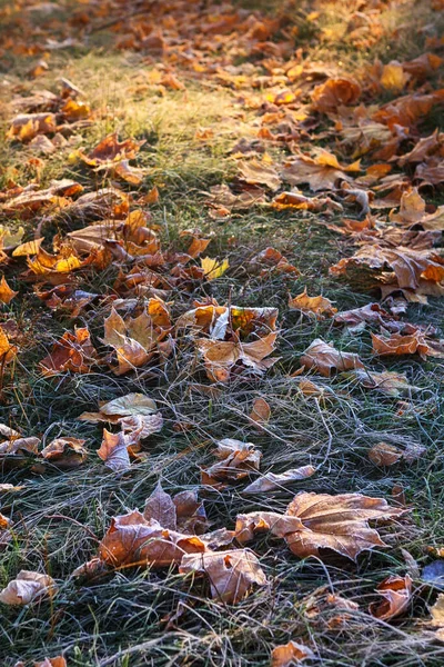 Herbstlandschaft Bäume Gras Wege Nebel Raureif Blätter Wasser Sonnenlicht Himmel — Stockfoto