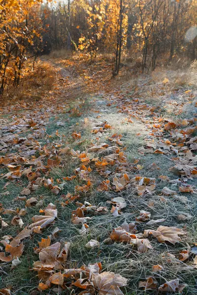 Herfstlandschap Bomen Gras Pad Mist Heester Bladeren Zonlicht Hemel 2020 — Stockfoto