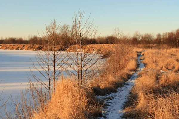Corn White Field Winter Dawn 2020 — Stock Photo, Image