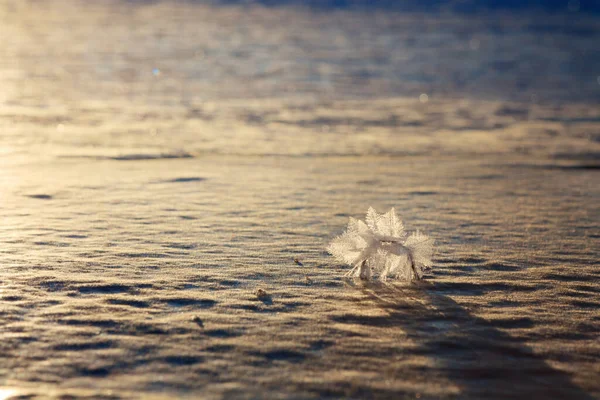 Beautiful Crystals Rime Ice Plants Frosts Macro Shot Hoarfrost Inflorescences — Stock Photo, Image