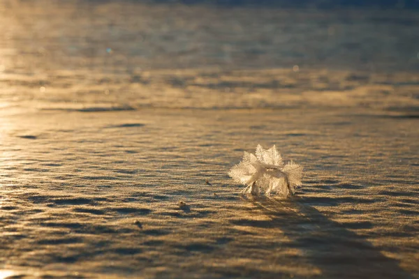 Beautiful Crystals Rime Ice Plants Frosts Macro Shot Hoarfrost Inflorescences — Stock Photo, Image