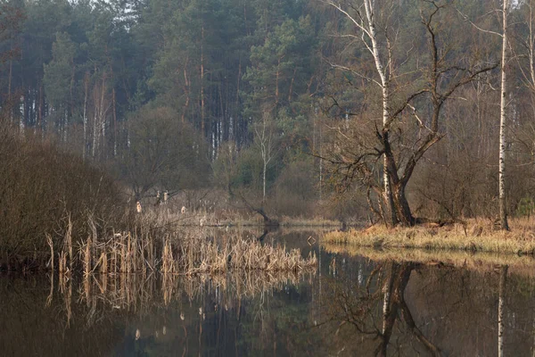 Ranní Mlha Jezeře Úsvit 2020 — Stock fotografie