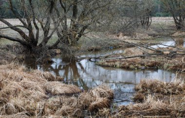 Küçük vahşi bir nehir manzarası, nehir kıyıları kuru, eski çimenler ve devrilmiş ağaçlarla kaplı.,