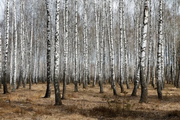 Стовбури Берези Березовий Ліс Навесні Панорама Березами 2020 — стокове фото
