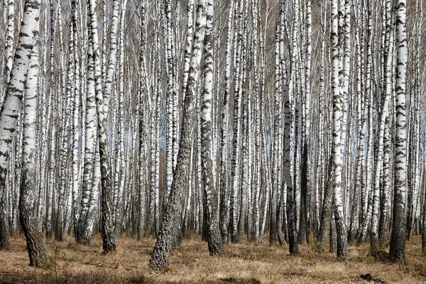 Стовбури Берези Березовий Ліс Навесні Панорама Березами 2020 — стокове фото
