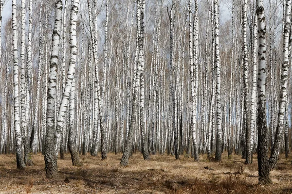 Стволы Березы Березовый Лес Весной Панорама Березами 2020 — стоковое фото