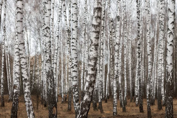 Trunks Birch Trees Birch Forest Spring Panorama Birches 2020 — Stock Photo, Image