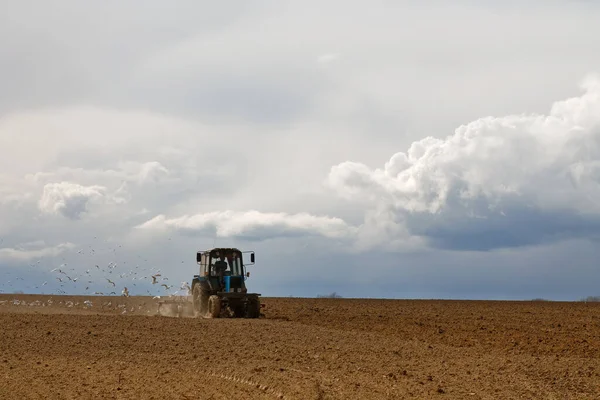 Manada Aves Arrozales Tractor Cultivando Arrozales Arrozales Agrícolas 2020 — Foto de Stock