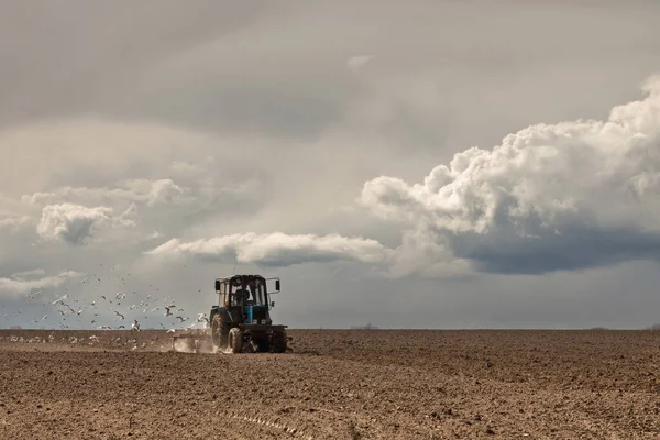 Manada Aves Arrozales Tractor Cultivando Arrozales Arrozales Agrícolas 2020 —  Fotos de Stock