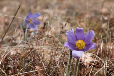 İlk bahar çiçekleri, kar damlaları, güneşli bir günde 2020 'de bir ormanda