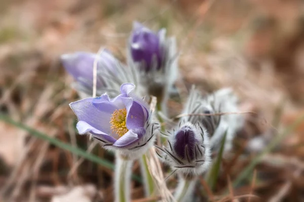 Eerste Lentebloemen Sneeuwklokjes Een Bos Zonnige Dag 2020 — Stockfoto