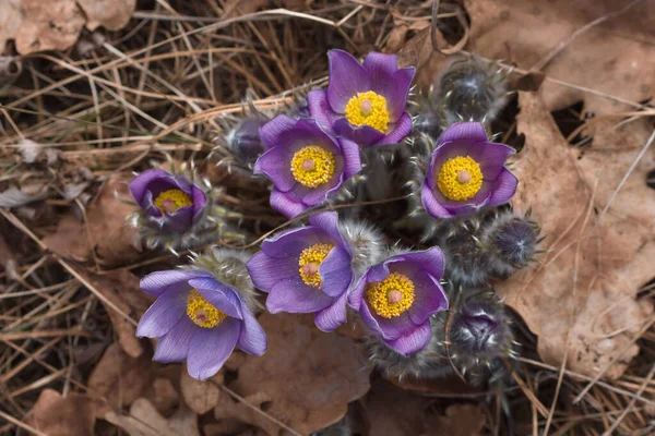 Eerste Lentebloemen Sneeuwklokjes Een Bos Zonnige Dag 2020 — Stockfoto