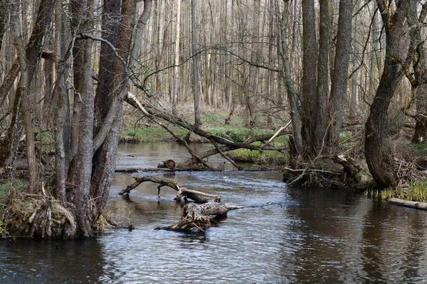 Landscape Small Wild River River Banks Covered Dry Old Grass — Stock Photo, Image