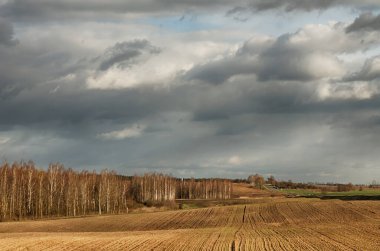Tarım ekinleri gün batımında. Arka planda yalnız meşe ağacı ve orman var. Renkli akşam bulutları. Kır manzarası. 2020