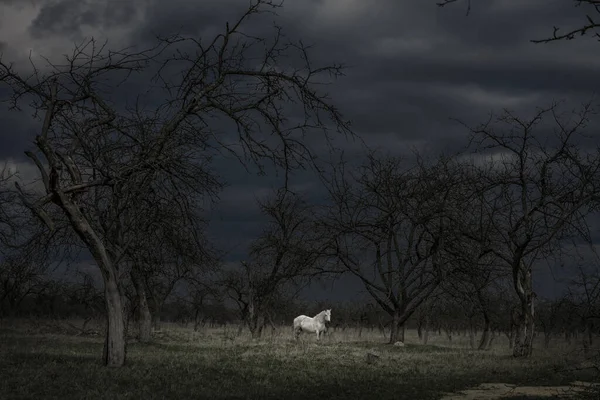 Cheval Blanc Dans Une Forêt Sombre Effrayante 2020 — Photo