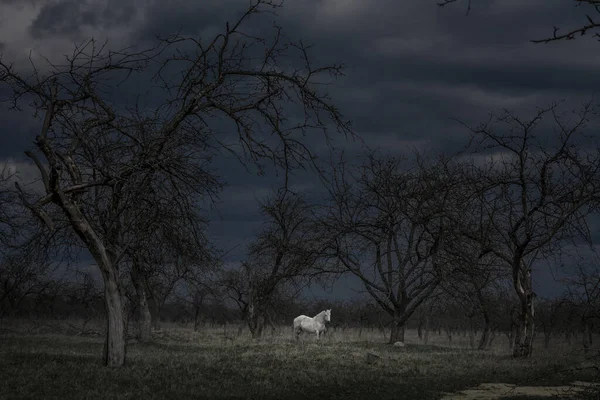 Cavalo Branco Uma Floresta Assustadora Escura 2020 — Fotografia de Stock