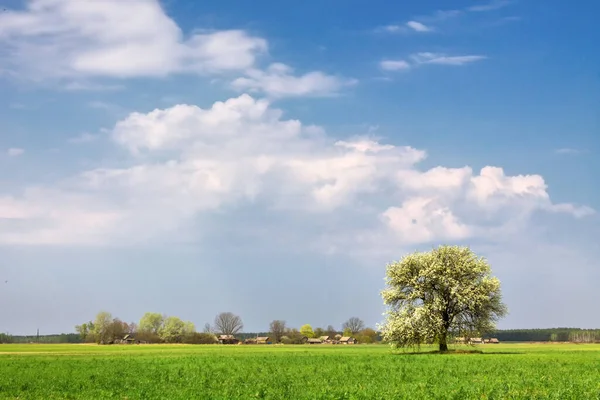 Árbol Solitario Que Florece Campo Contra Cielo Azul 2015 —  Fotos de Stock