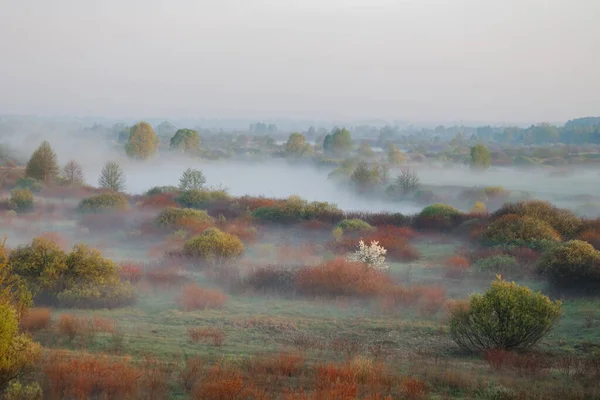 Ochtendmist Uiterwaarden Wit Rusland Stad Vetka Uiterwaarden Sozh 2015 — Stockfoto