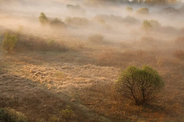 Poranna Mgła Terenach Zalewowych Białoruś Miasto Vetka Tereny Zalewowe Sozh — Zdjęcie stockowe