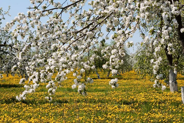 Appelboomgaard Bloei Een Veld Van Paardebloemen 2020 — Stockfoto