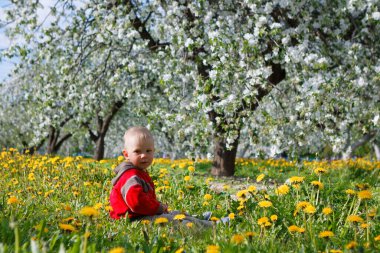 Elma bahçesindeki çocuk çiçek açmış ve karahindiba tarlasında 2020