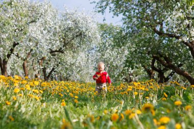 Elma bahçesindeki çocuk çiçek açmış ve karahindiba tarlasında 2020