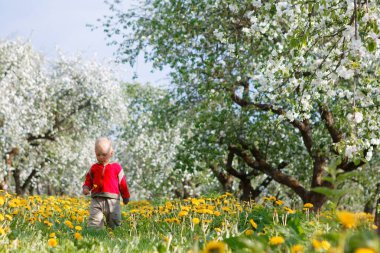 Elma bahçesindeki çocuk çiçek açmış ve karahindiba tarlasında 2020