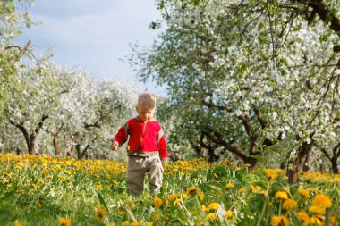 Elma bahçesindeki çocuk çiçek açmış ve karahindiba tarlasında 2020