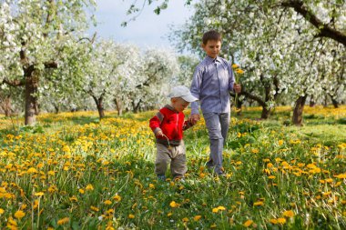 Elma bahçesindeki çocuklar çiçek açtı ve karahindiba tarlası 2020