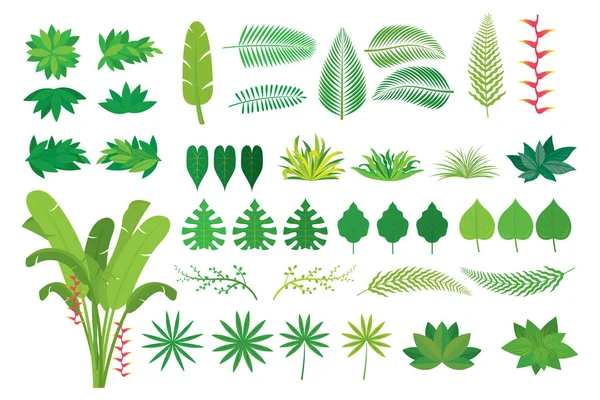Forrest Τροπικό Δάσος Φυτών Και Φύση — Διανυσματικό Αρχείο