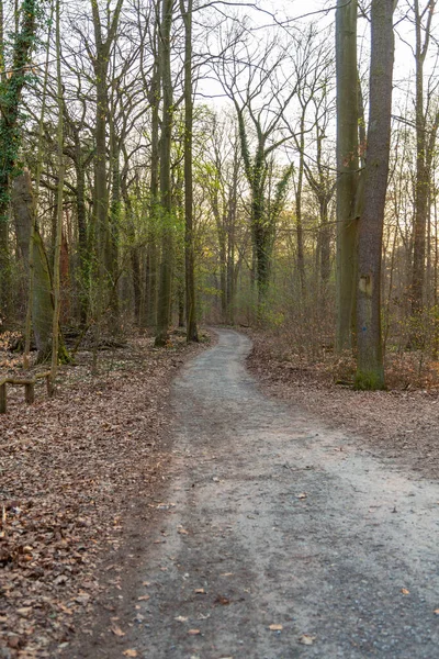 Pad Een Droog Bos Bij Zonsondergang — Stockfoto