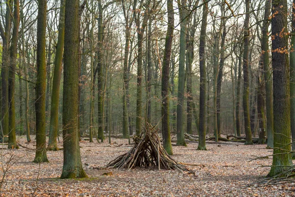 Petite Cabane Bâtons Tronc Dans Forêt — Photo