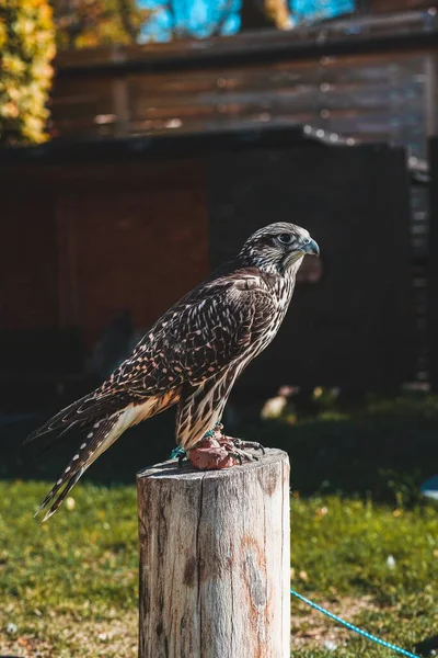 Minik Kuş kameraya kızgın. Yüksek kalite fotoğraf