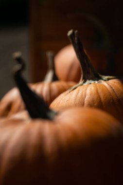 Güneş tarafından aydınlatılan kabak sapları. Yüksek kalite fotoğraf