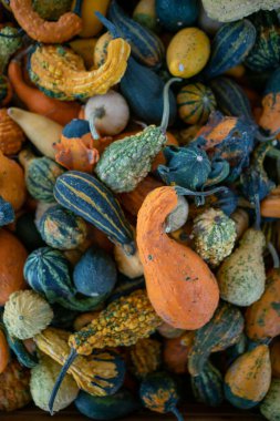 Dekorasyon için farklı balkabaklarının çeşitleri. Yüksek kalite fotoğraf