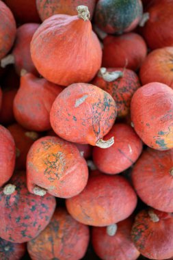 Kırmızı balkabakları üst üste yığıldı