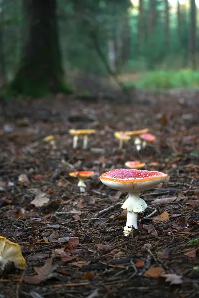 Ormandaki sonbahar zamanında farklı mantarlar. Yüksek kalite fotoğraf